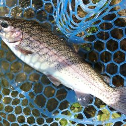 大物連発！ ～高島の泉～